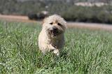 CAIRN TERRIER 120